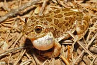 Lowland Burrowing Treefrog