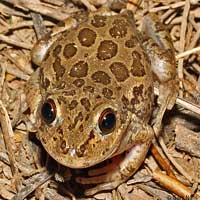 Lowland Burrowing Treefrog