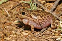 Lowland Burrowing Treefrog