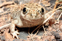 Chihuahuan Desert Spadefoot