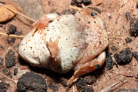 Chihuahuan Desert Spadefoot