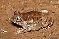 Chihuahuan Desert Spadefoot