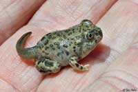 Chihuahuan Desert Spadefoot