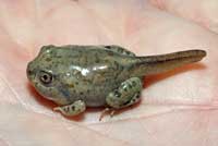 Chihuahuan Desert Spadefoot