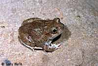 Chihuahuan Desert Spadefoot