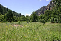 Plateau Striped Whiptail habitat