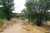 Plateau Striped Whiptail habitat