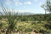 Eastern Zebra-tailed Lizard habitat