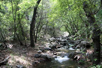 Arizona Alligator Lizard habitat