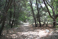 Yarrow's Spiny Lizard habitat