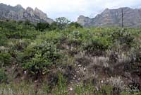 Reticulate Gila Monster habitat