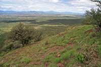 Chinuahuan Lesser Earless Lizard habitat