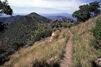 Hernandez's Short-horned Lizard habitat