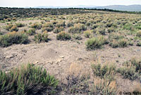 Salt Lake Valley Short-horned Lizard habitat