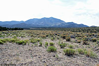 Salt Lake Valley Short-horned Lizard habitat