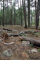 Variable Skink habitat