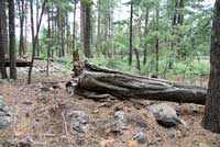 Variable Skink habitat