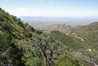 Yarrow's Spiny Lizard habitat