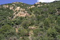 Yarrow's Spiny Lizard habitat