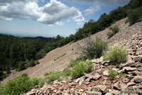 Western Twin-spotted Rattlesnake habitat