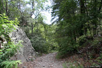 Yarrow's Spiny Lizard habitat