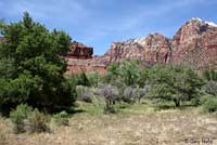 Western Side-blotched Lizard habitat