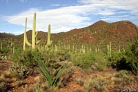 Reticulate Gila Monster habitat