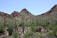 Reticulate Gila Monster habitat