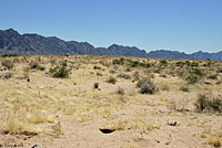 Yuman Desert Fringe-toed Lizard habitat