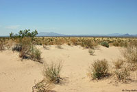 Yuman Desert Fringe-toed Lizard habitat