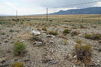 Northern Side-blotched Lizard Habitat