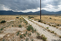 Northern Side-blotched Lizard Habitat