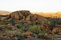 Reticulate Gila Monster habitat