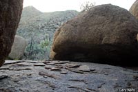 Arizona Night Lizard habitat