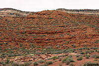 Desert Night Lizard habitat