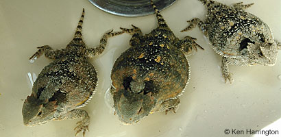 Hernandez's Short-horned Lizard