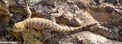 desert spiny lizard