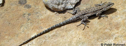 Schott's Tree Lizard