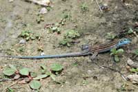 Arizona Striped Whiptail