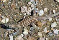 Arizona Striped Whiptail