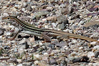 Giant Spotted Whiptail 