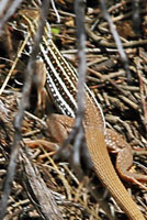 Giant Spotted Whiptail 