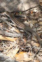 Gila Spotted Whiptail