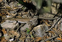 Chihuahuan Spotted Whiptail