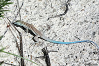 Little White Whiptail