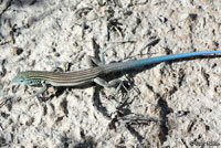 Little White Whiptail