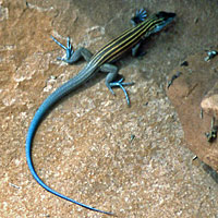 Pai Striped Whiptail