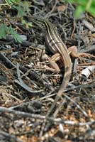 Sonoran Spotted Whiptail