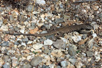 Sonoran Tiger Whiptail