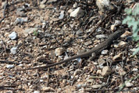 Sonoran Tiger Whiptail